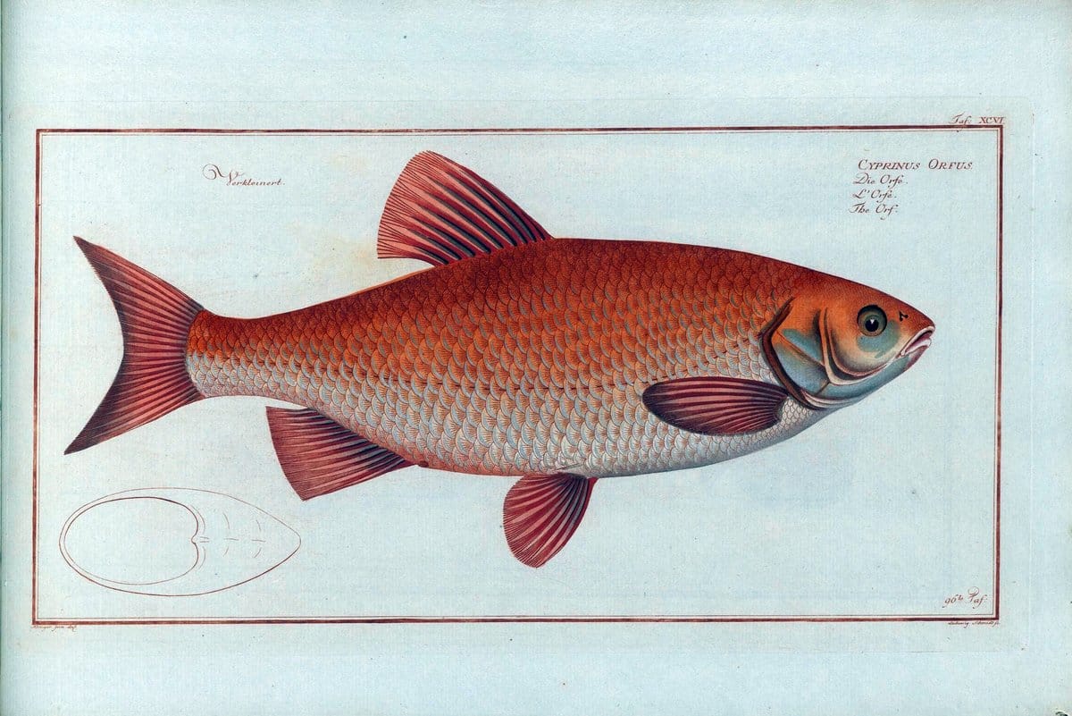 D. Marcus Elieser Bloch's, ausÃ¼benden Arztes zu Berlin .  Oeconomische Naturgeschichte der Fische Deutschlands . .Berlin :Auf Kosten des Verfassers | Vintage Print Reproduction 465876