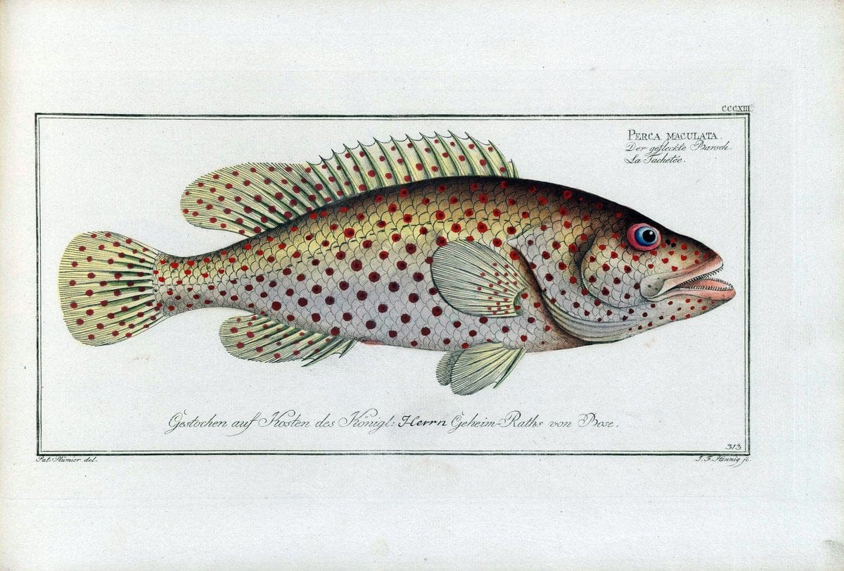 D. Marcus Elieser Bloch's, ausÃ¼benden Arztes zu Berlin .  Oeconomische Naturgeschichte der Fische Deutschlands . .Berlin :Auf Kosten des Verfassers | Vintage Print Reproduction 465878
