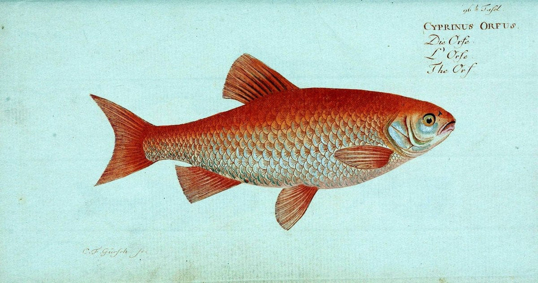 D. Marcus Elieser Bloch's, ausÃ¼benden Arztes zu Berlin. Atlas.Berlin :Auf Kosten des Ve | "Early works to 1800" Fishes Germany Ichthyology "Pictorial works"  | Vintage Print Reproduction 465879