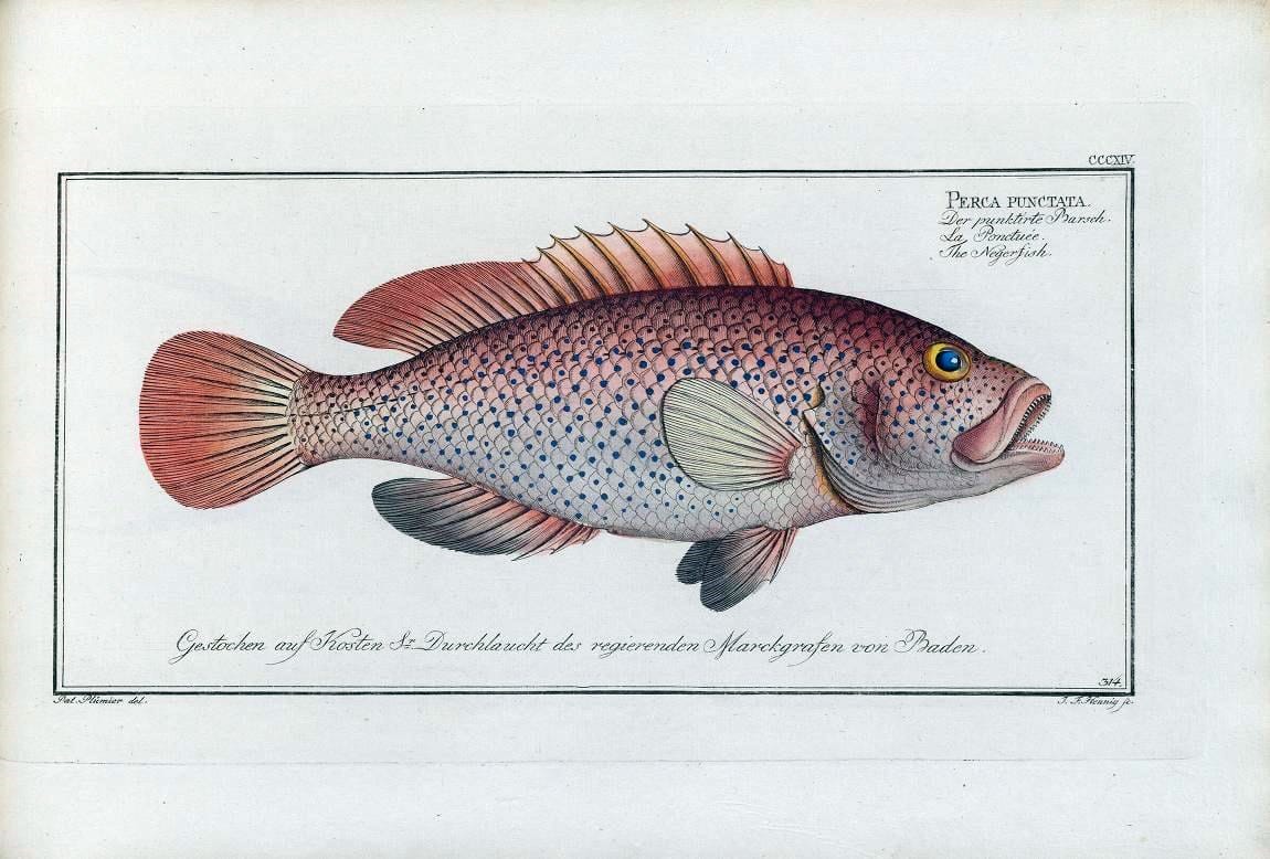 D. Marcus Elieser Bloch's, ausÃ¼benden Arztes zu Berlin .  Oeconomische Naturgeschichte der Fische Deutschlands . .Berlin :Auf Kosten des Verfassers | Vintage Print Reproduction 465880