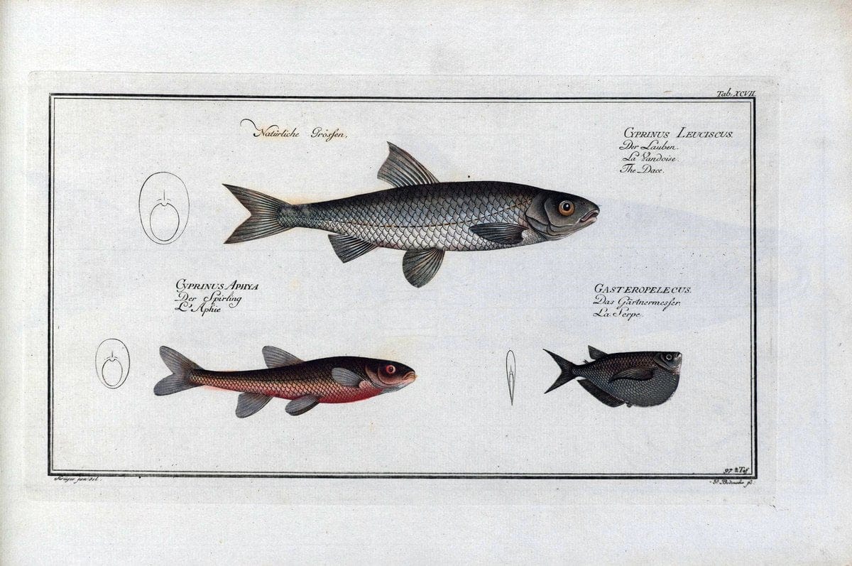 D. Marcus Elieser Bloch's, ausÃ¼benden Arztes zu Berlin .  Oeconomische Naturgeschichte der Fische Deutschlands . .Berlin :Auf Kosten des Verfassers | Vintage Print Reproduction 465881
