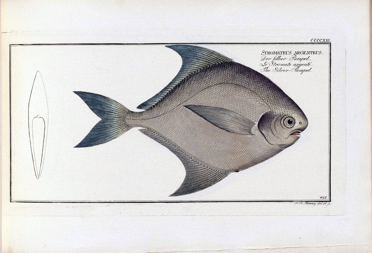 D. Marcus Elieser Bloch's, ausÃ¼benden Arztes zu Berlin .  Oeconomische Naturgeschichte der Fische Deutschlands . .Berlin :Auf Kosten des Verfassers | Vintage Print Reproduction 465882