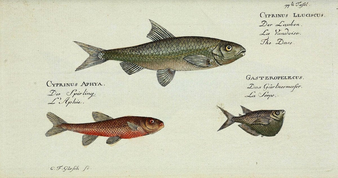 D. Marcus Elieser Bloch's, ausÃ¼benden Arztes zu Berlin. Atlas.Berlin :Auf Kosten des Ve | "Early works to 1800" Fishes Germany Ichthyology "Pictorial works"  | Vintage Print Reproduction 465883