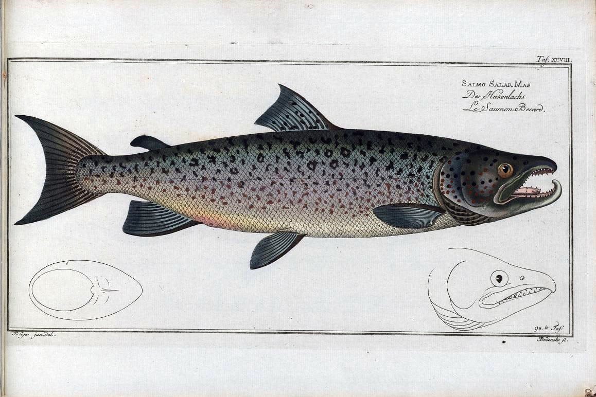D. Marcus Elieser Bloch's, ausÃ¼benden Arztes zu Berlin .  Oeconomische Naturgeschichte der Fische Deutschlands . .Berlin :Auf Kosten des Verfassers | Vintage Print Reproduction 465884