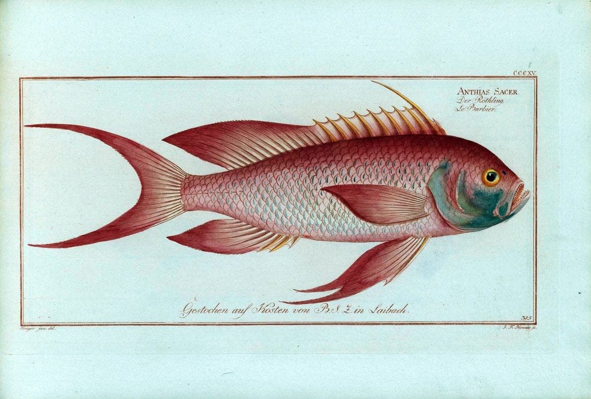 D. Marcus Elieser Bloch's, ausÃ¼benden Arztes zu Berlin .  Oeconomische Naturgeschichte der Fische Deutschlands . .Berlin :Auf Kosten des Verfassers | Vintage Print Reproduction 465885