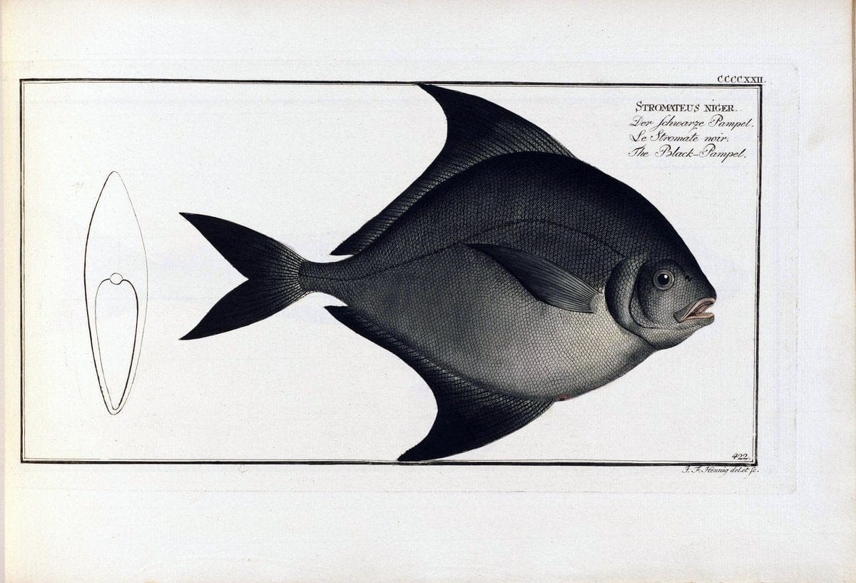 D. Marcus Elieser Bloch's, ausÃ¼benden Arztes zu Berlin .  Oeconomische Naturgeschichte der Fische Deutschlands . .Berlin :Auf Kosten des Verfassers | Vintage Print Reproduction 465886