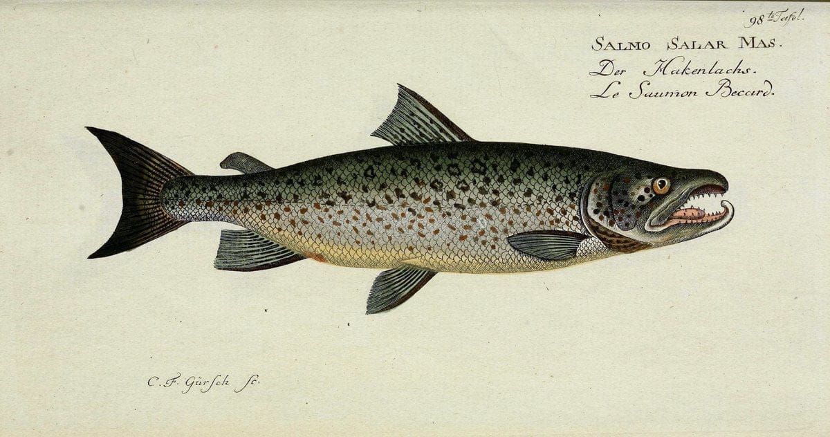 D. Marcus Elieser Bloch's, ausübenden Arztes zu Berlin. Atlas.Berlin :Auf Kosten des Ve | "Early works to 1800" Fishes Germany Ichthyology "Pictorial works"  | Vintage Print Reproduction 465887