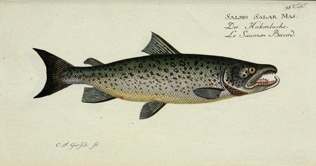 D. Marcus Elieser Bloch's, ausÃ¼benden Arztes zu Berlin. Atlas.Berlin :Auf Kosten des Ve | "Early works to 1800" Fishes Germany Ichthyology "Pictorial works"  | Vintage Print Reproduction 465887