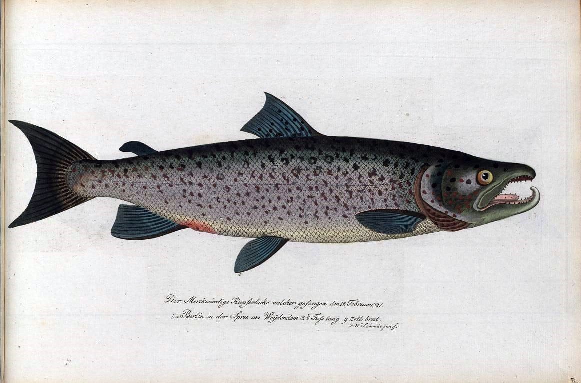 D. Marcus Elieser Bloch's, ausÃ¼benden Arztes zu Berlin .  Oeconomische Naturgeschichte der Fische Deutschlands . .Berlin :Auf Kosten des Verfassers | Vintage Print Reproduction 465888