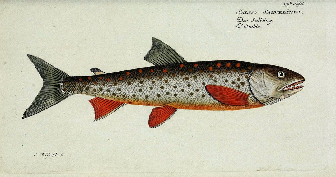 D. Marcus Elieser Bloch's, ausÃ¼benden Arztes zu Berlin. Atlas.Berlin :Auf Kosten des Ve | "Early works to 1800" Fishes Germany Ichthyology "Pictorial works"  | Vintage Print Reproduction 465891