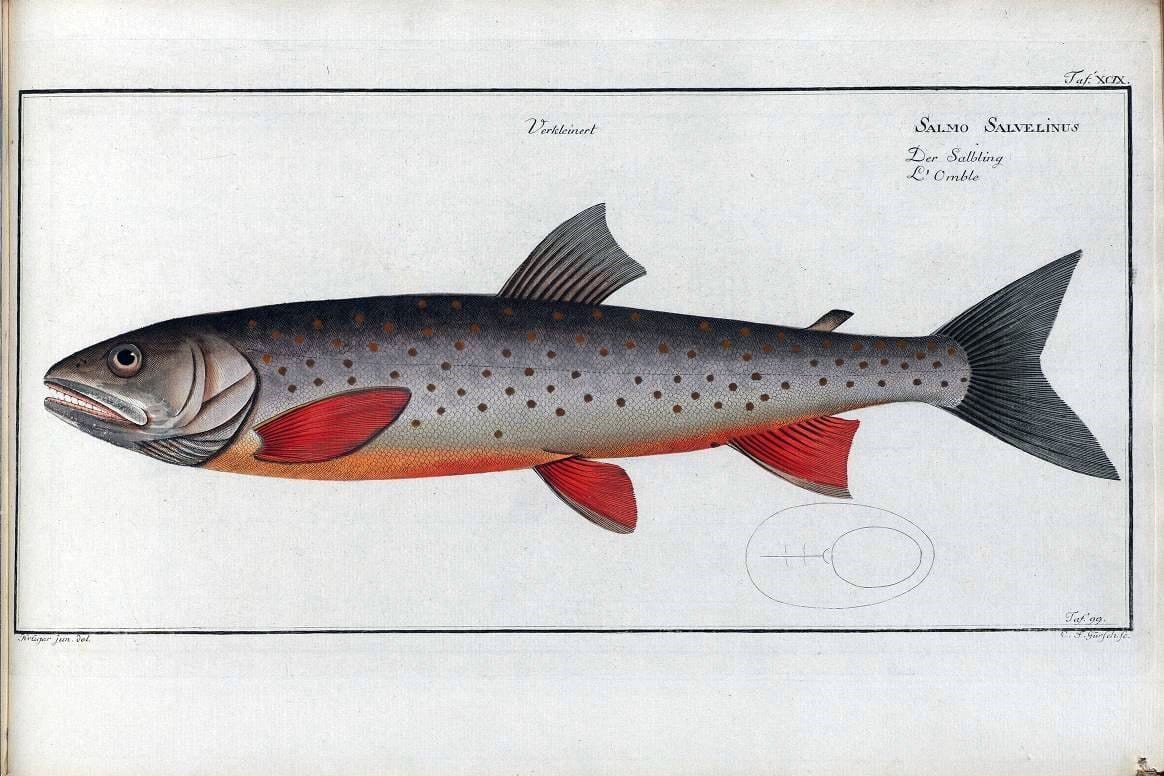 D. Marcus Elieser Bloch's, ausÃ¼benden Arztes zu Berlin .  Oeconomische Naturgeschichte der Fische Deutschlands . .Berlin :Auf Kosten des Verfassers | Vintage Print Reproduction 465892