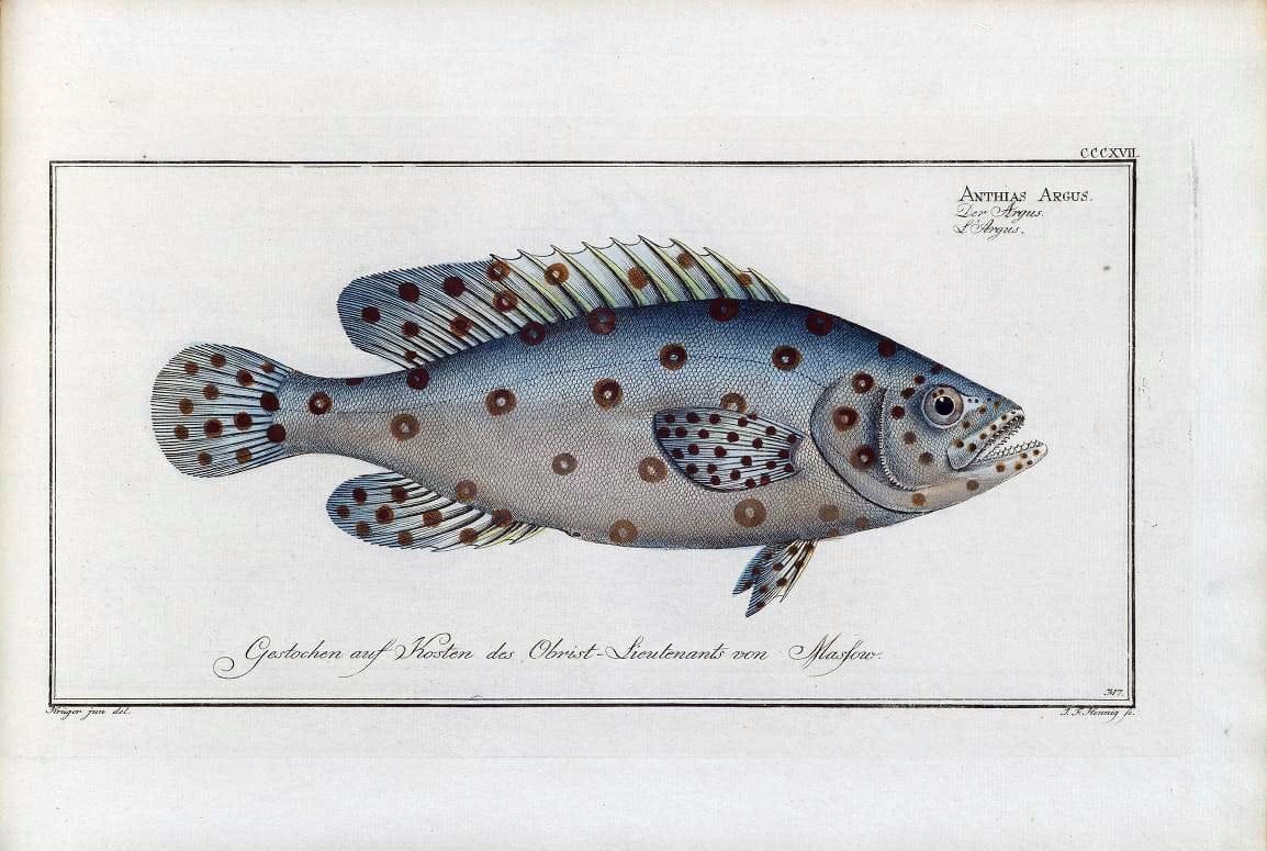 D. Marcus Elieser Bloch's, ausÃ¼benden Arztes zu Berlin .  Oeconomische Naturgeschichte der Fische Deutschlands . .Berlin :Auf Kosten des Verfassers | Vintage Print Reproduction 465893