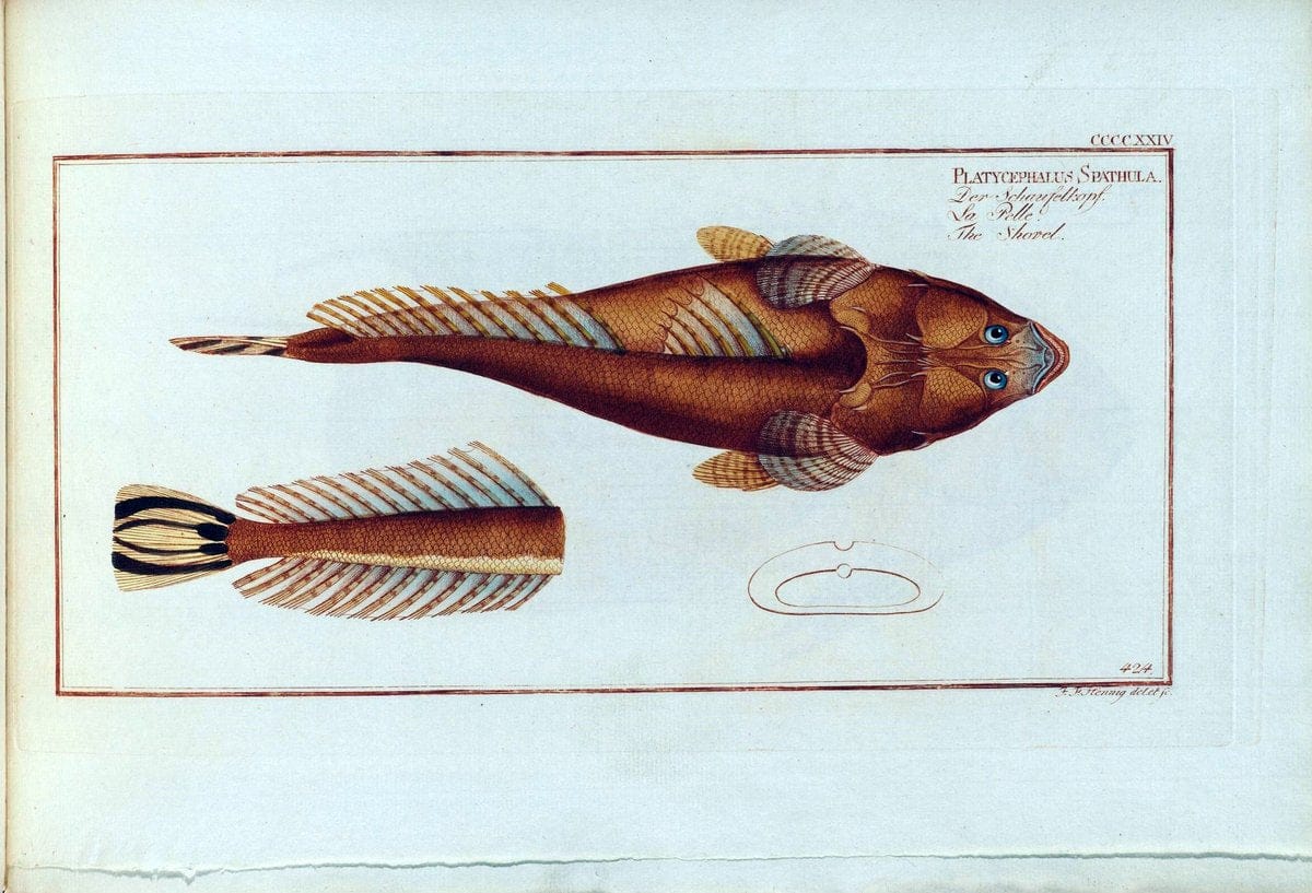 D. Marcus Elieser Bloch's, ausÃ¼benden Arztes zu Berlin .  Oeconomische Naturgeschichte der Fische Deutschlands . .Berlin :Auf Kosten des Verfassers | Vintage Print Reproduction 465894