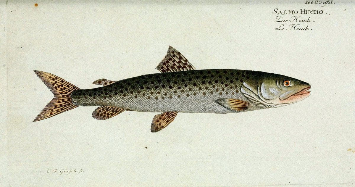 D. Marcus Elieser Bloch's, ausübenden Arztes zu Berlin. Atlas.Berlin :Auf Kosten des Ve | "Early works to 1800" Fishes Germany Ichthyology "Pictorial works"  | Vintage Print Reproduction 465895