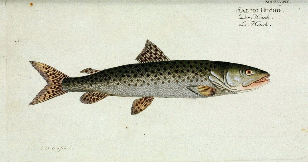 D. Marcus Elieser Bloch's, ausÃ¼benden Arztes zu Berlin. Atlas.Berlin :Auf Kosten des Ve | "Early works to 1800" Fishes Germany Ichthyology "Pictorial works"  | Vintage Print Reproduction 465895