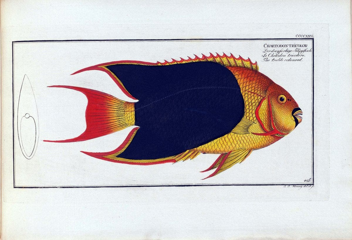 D. Marcus Elieser Bloch's, ausÃ¼benden Arztes zu Berlin .  Oeconomische Naturgeschichte der Fische Deutschlands . .Berlin :Auf Kosten des Verfassers | Vintage Print Reproduction 465897
