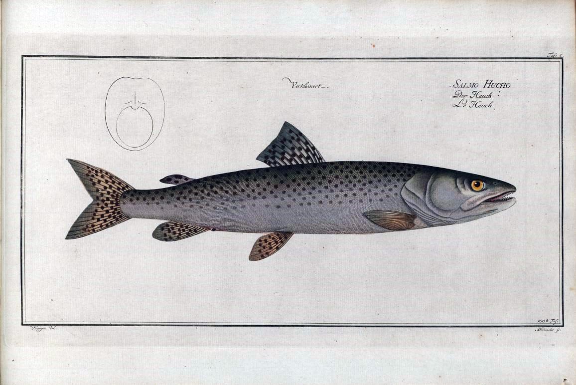 D. Marcus Elieser Bloch's, ausÃ¼benden Arztes zu Berlin .  Oeconomische Naturgeschichte der Fische Deutschlands . .Berlin :Auf Kosten des Verfassers | Vintage Print Reproduction 465898