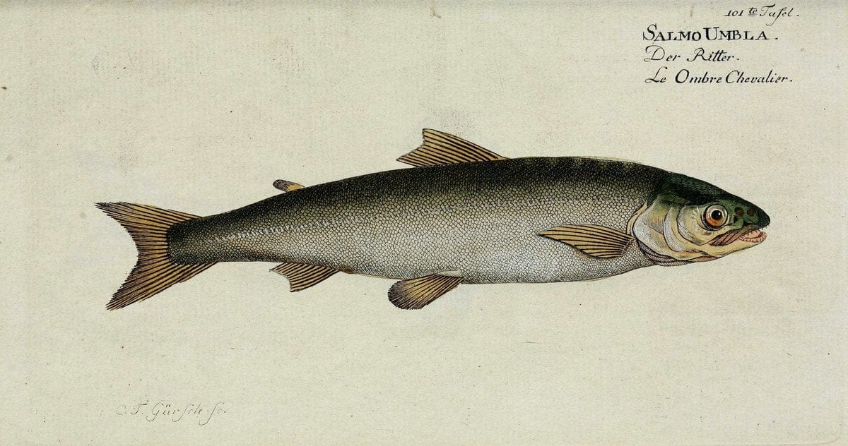D. Marcus Elieser Bloch's, ausübenden Arztes zu Berlin. Atlas.Berlin :Auf Kosten des Ve | "Early works to 1800" Fishes Germany Ichthyology "Pictorial works"  | Vintage Print Reproduction 465899