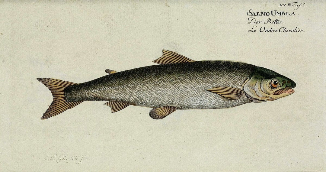 D. Marcus Elieser Bloch's, ausÃ¼benden Arztes zu Berlin. Atlas.Berlin :Auf Kosten des Ve | "Early works to 1800" Fishes Germany Ichthyology "Pictorial works"  | Vintage Print Reproduction 465899