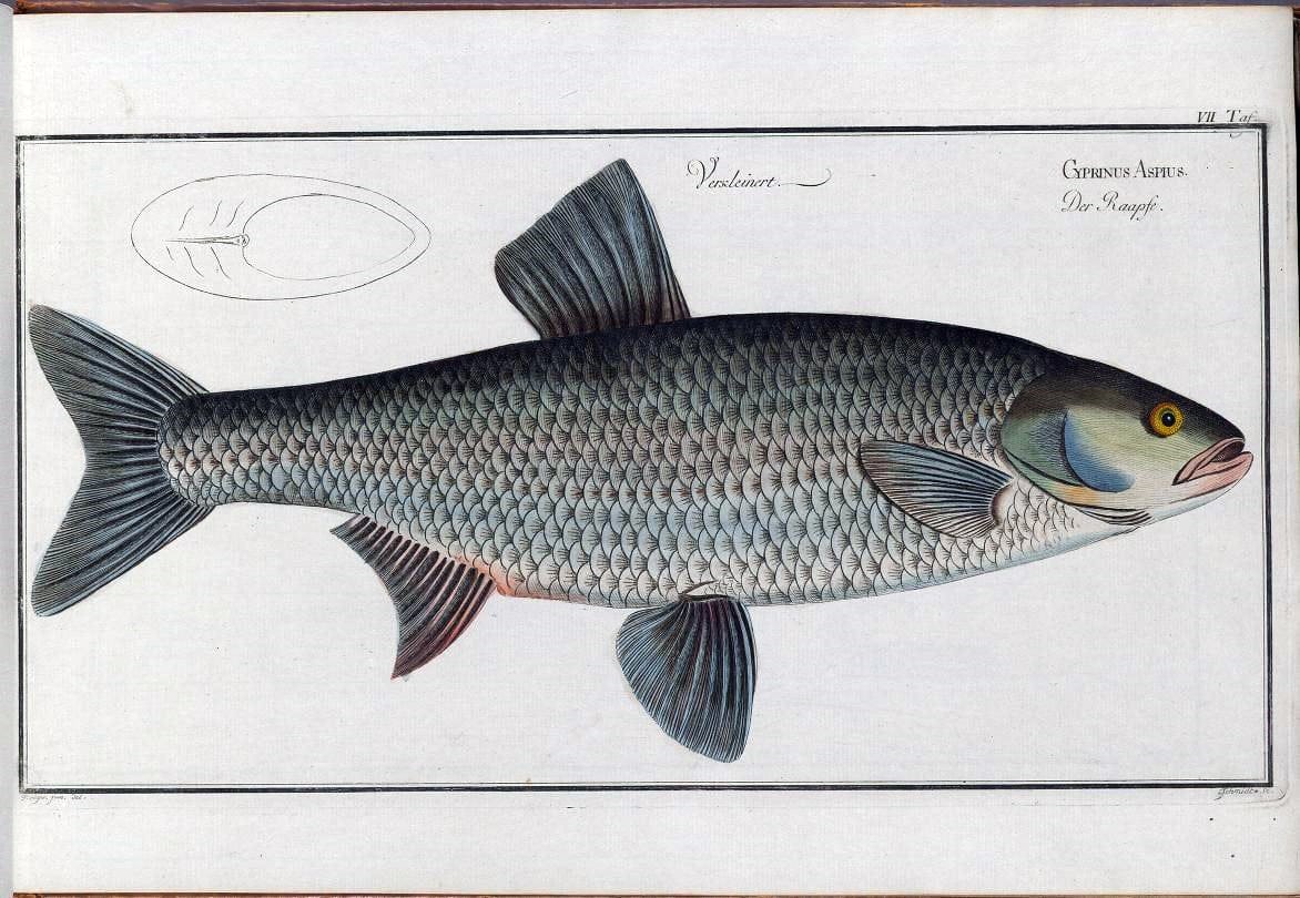 D. Marcus Elieser Bloch's, ausÃ¼benden Arztes zu Berlin .  Oeconomische Naturgeschichte der Fische Deutschlands . .Berlin :Auf Kosten des Verfassers | Vintage Print Reproduction 465902