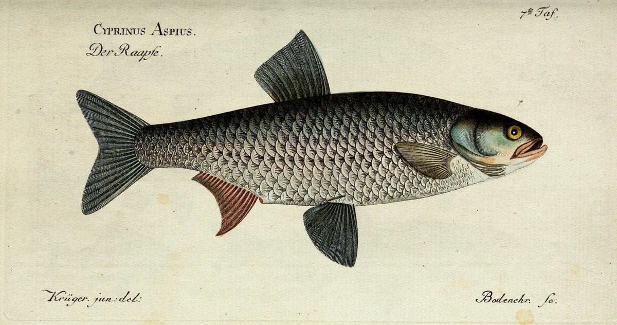 D. Marcus Elieser Bloch's, ausübenden Arztes zu Berlin. Atlas.Berlin :Auf Kosten des Ve | "Early works to 1800" Fishes Germany Ichthyology "Pictorial works"  | Vintage Print Reproduction 465903