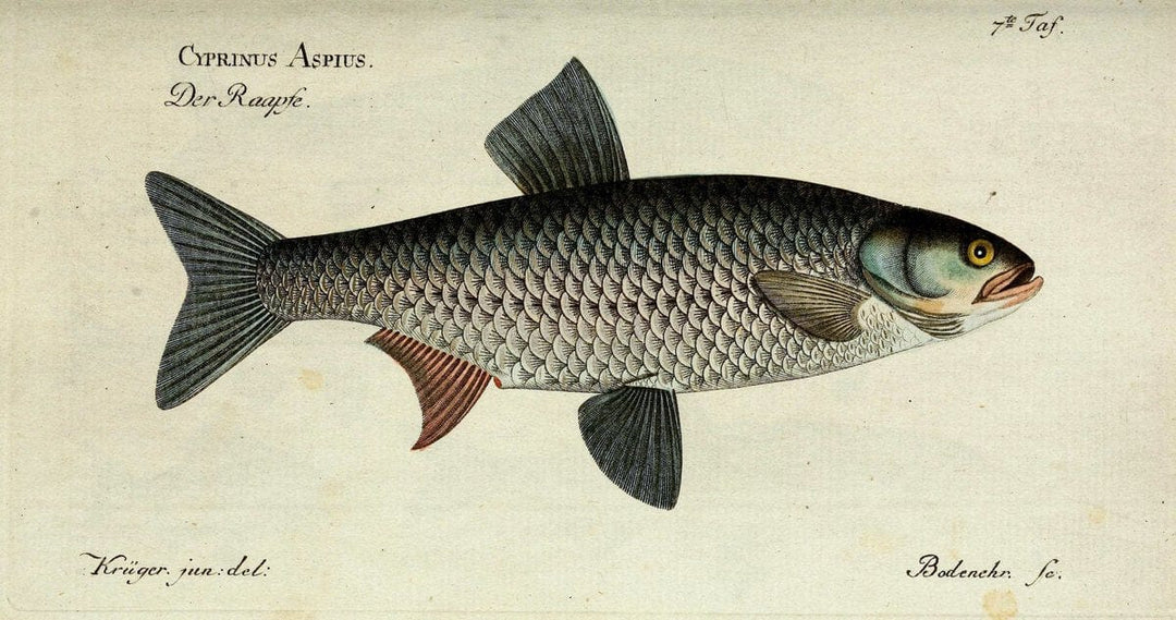 D. Marcus Elieser Bloch's, ausÃ¼benden Arztes zu Berlin. Atlas.Berlin :Auf Kosten des Ve | "Early works to 1800" Fishes Germany Ichthyology "Pictorial works"  | Vintage Print Reproduction 465903