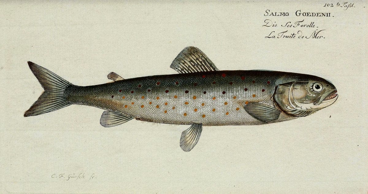 D. Marcus Elieser Bloch's, ausübenden Arztes zu Berlin. Atlas.Berlin :Auf Kosten des Ve | "Early works to 1800" Fishes Germany Ichthyology "Pictorial works"  | Vintage Print Reproduction 465907