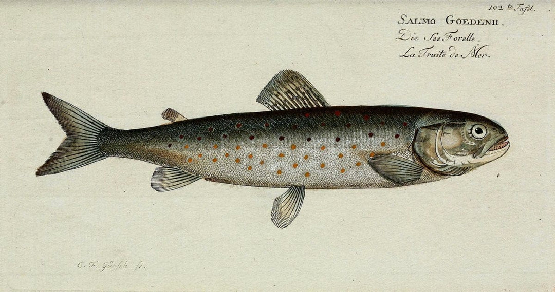 D. Marcus Elieser Bloch's, ausÃ¼benden Arztes zu Berlin. Atlas.Berlin :Auf Kosten des Ve | "Early works to 1800" Fishes Germany Ichthyology "Pictorial works"  | Vintage Print Reproduction 465907