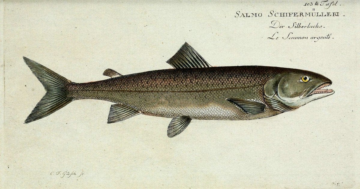 D. Marcus Elieser Bloch's, ausübenden Arztes zu Berlin. Atlas.Berlin :Auf Kosten des Ve | "Early works to 1800" Fishes Germany Ichthyology "Pictorial works"  | Vintage Print Reproduction 465911