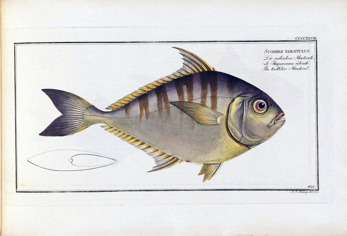 D. Marcus Elieser Bloch's, ausÃ¼benden Arztes zu Berlin .  Oeconomische Naturgeschichte der Fische Deutschlands . .Berlin :Auf Kosten des Verfassers | Vintage Print Reproduction 465913