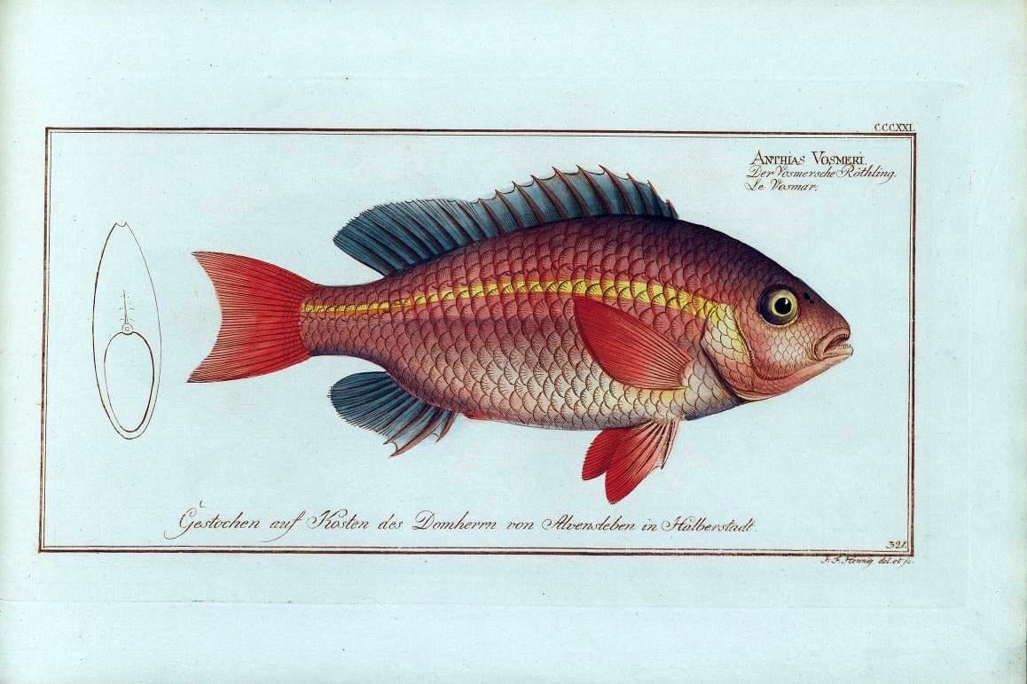 D. Marcus Elieser Bloch's, ausÃ¼benden Arztes zu Berlin .  Oeconomische Naturgeschichte der Fische Deutschlands . .Berlin :Auf Kosten des Verfassers | Vintage Print Reproduction 465914