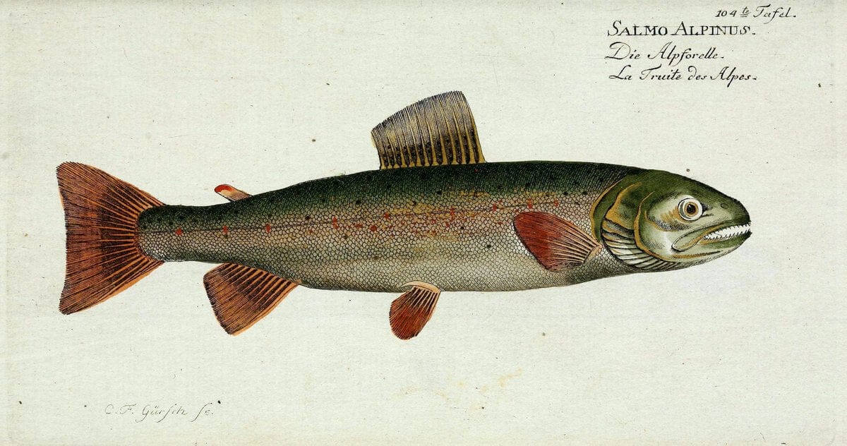D. Marcus Elieser Bloch's, ausübenden Arztes zu Berlin. Atlas.Berlin :Auf Kosten des Ve | "Early works to 1800" Fishes Germany Ichthyology "Pictorial works"  | Vintage Print Reproduction 465915