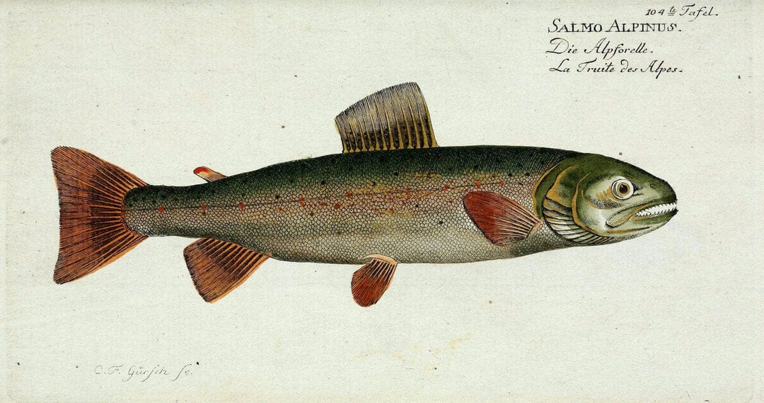 D. Marcus Elieser Bloch's, ausÃ¼benden Arztes zu Berlin. Atlas.Berlin :Auf Kosten des Ve | "Early works to 1800" Fishes Germany Ichthyology "Pictorial works"  | Vintage Print Reproduction 465915