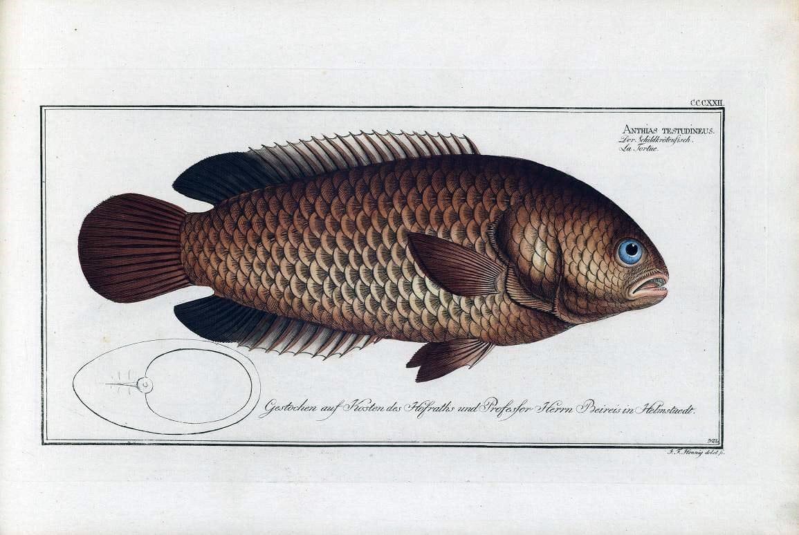 D. Marcus Elieser Bloch's, ausÃ¼benden Arztes zu Berlin .  Oeconomische Naturgeschichte der Fische Deutschlands . .Berlin :Auf Kosten des Verfassers | Vintage Print Reproduction 465916