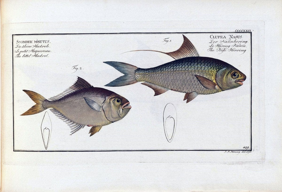 D. Marcus Elieser Bloch's, ausÃ¼benden Arztes zu Berlin .  Oeconomische Naturgeschichte der Fische Deutschlands . .Berlin :Auf Kosten des Verfassers | Vintage Print Reproduction 465917