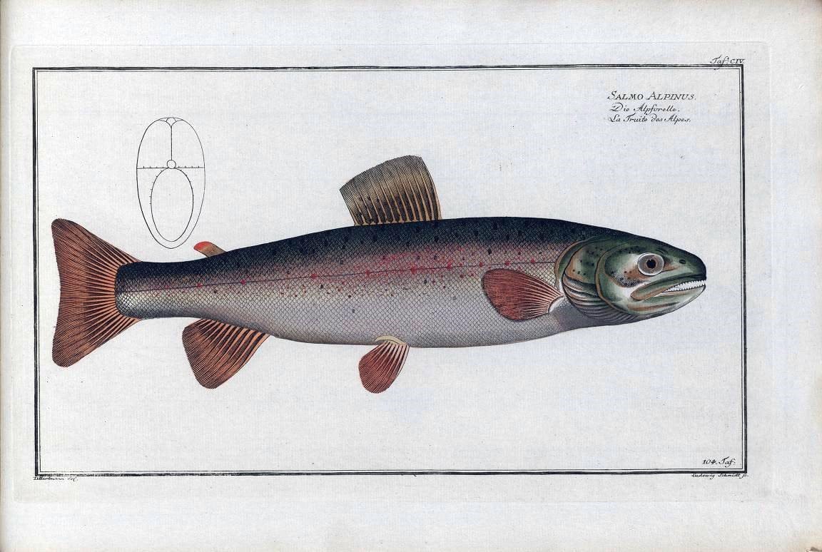 D. Marcus Elieser Bloch's, ausÃ¼benden Arztes zu Berlin .  Oeconomische Naturgeschichte der Fische Deutschlands . .Berlin :Auf Kosten des Verfassers | Vintage Print Reproduction 465918