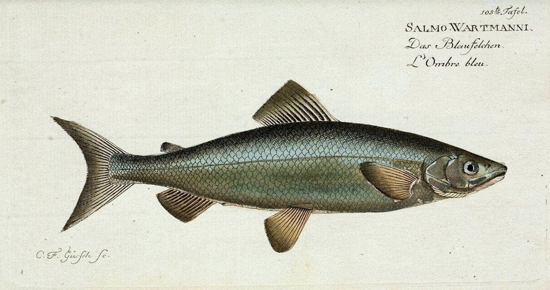 D. Marcus Elieser Bloch's, ausÃ¼benden Arztes zu Berlin. Atlas.Berlin :Auf Kosten des Ve | "Early works to 1800" Fishes Germany Ichthyology "Pictorial works"  | Vintage Print Reproduction 465919