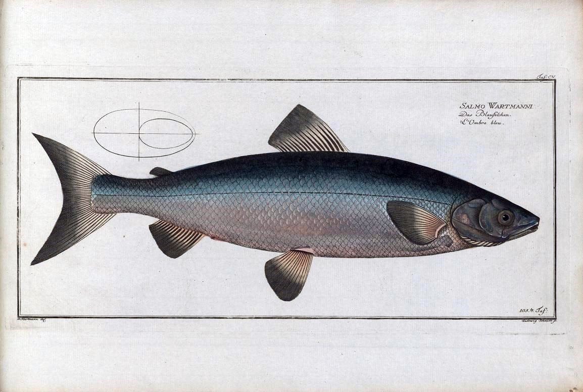 D. Marcus Elieser Bloch's, ausÃ¼benden Arztes zu Berlin .  Oeconomische Naturgeschichte der Fische Deutschlands . .Berlin :Auf Kosten des Verfassers | Vintage Print Reproduction 465921