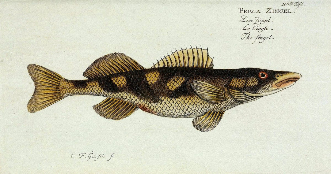 D. Marcus Elieser Bloch's, ausÃ¼benden Arztes zu Berlin. Atlas.Berlin :Auf Kosten des Ve | "Early works to 1800" Fishes Germany Ichthyology "Pictorial works"  | Vintage Print Reproduction 465923