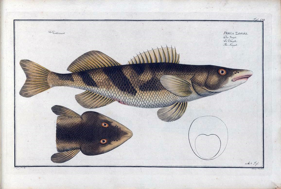 D. Marcus Elieser Bloch's, ausÃ¼benden Arztes zu Berlin .  Oeconomische Naturgeschichte der Fische Deutschlands . .Berlin :Auf Kosten des Verfassers | Vintage Print Reproduction 465924