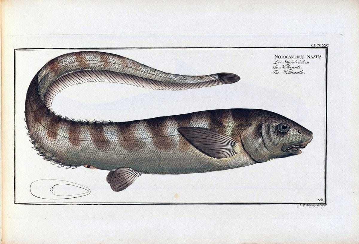 D. Marcus Elieser Bloch's, ausÃ¼benden Arztes zu Berlin .  Oeconomische Naturgeschichte der Fische Deutschlands . .Berlin :Auf Kosten des Verfassers | Vintage Print Reproduction 465926