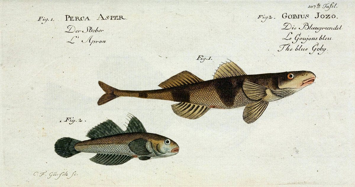 D. Marcus Elieser Bloch's, ausübenden Arztes zu Berlin. Atlas.Berlin :Auf Kosten des Ve | "Early works to 1800" Fishes Germany Ichthyology "Pictorial works"  | Vintage Print Reproduction 465927