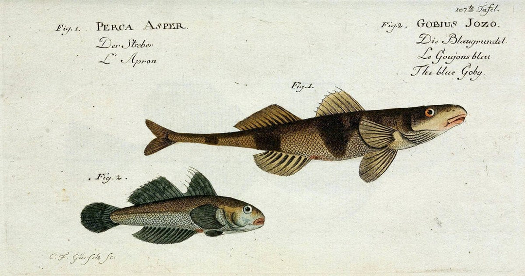 D. Marcus Elieser Bloch's, ausÃ¼benden Arztes zu Berlin. Atlas.Berlin :Auf Kosten des Ve | "Early works to 1800" Fishes Germany Ichthyology "Pictorial works"  | Vintage Print Reproduction 465927