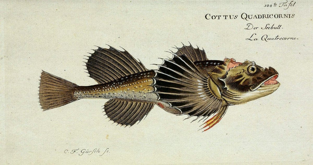D. Marcus Elieser Bloch's, ausÃ¼benden Arztes zu Berlin. Atlas.Berlin :Auf Kosten des Ve | "Early works to 1800" Fishes Germany Ichthyology "Pictorial works"  | Vintage Print Reproduction 465929