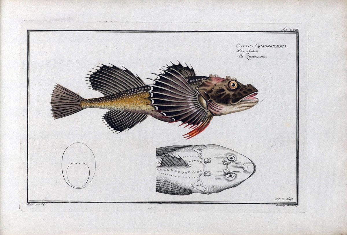D. Marcus Elieser Bloch's, ausÃ¼benden Arztes zu Berlin .  Oeconomische Naturgeschichte der Fische Deutschlands . .Berlin :Auf Kosten des Verfassers | Vintage Print Reproduction 465930