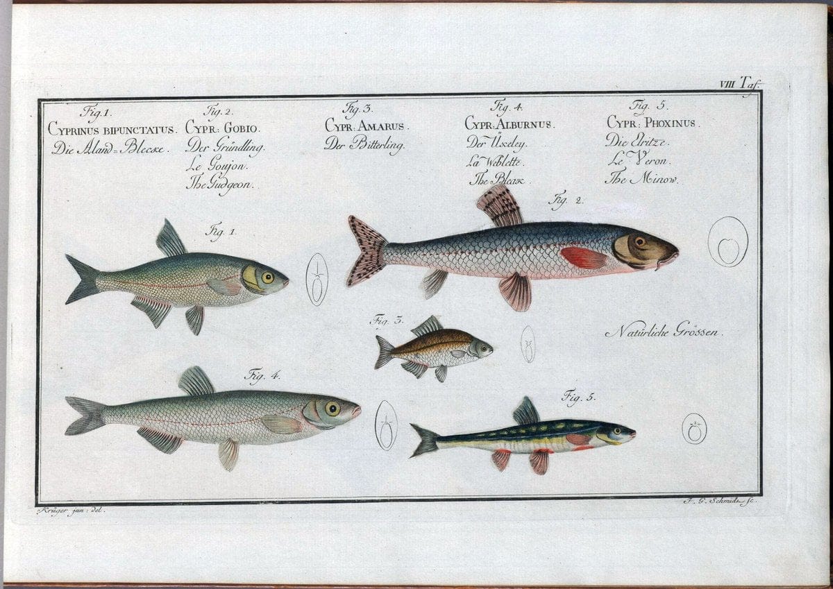 D. Marcus Elieser Bloch's, ausÃ¼benden Arztes zu Berlin .  Oeconomische Naturgeschichte der Fische Deutschlands . .Berlin :Auf Kosten des Verfassers | Vintage Print Reproduction 465931