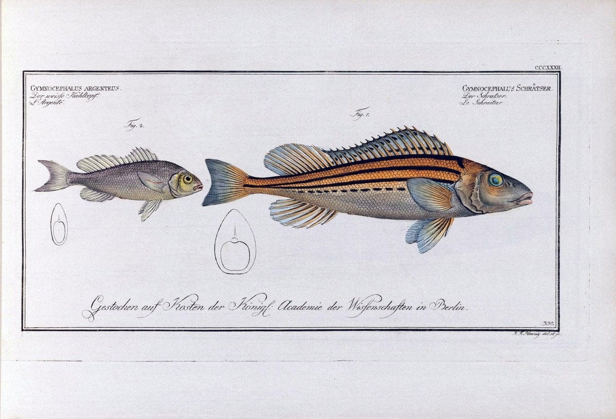 D. Marcus Elieser Bloch's, ausÃ¼benden Arztes zu Berlin .  Oeconomische Naturgeschichte der Fische Deutschlands . .Berlin :Auf Kosten des Verfassers | Vintage Print Reproduction 465932