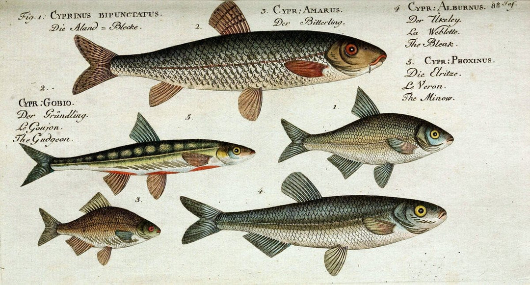 D. Marcus Elieser Bloch's, ausÃ¼benden Arztes zu Berlin. Atlas.Berlin :Auf Kosten des Ve | "Early works to 1800" Fishes Germany Ichthyology "Pictorial works"  | Vintage Print Reproduction 465934