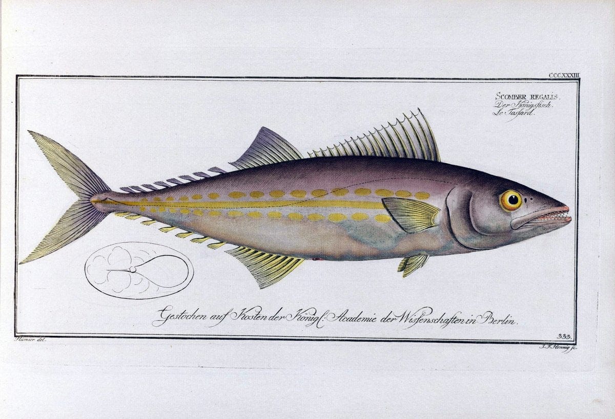 D. Marcus Elieser Bloch's, ausÃ¼benden Arztes zu Berlin .  Oeconomische Naturgeschichte der Fische Deutschlands . .Berlin :Auf Kosten des Verfassers | Vintage Print Reproduction 465936