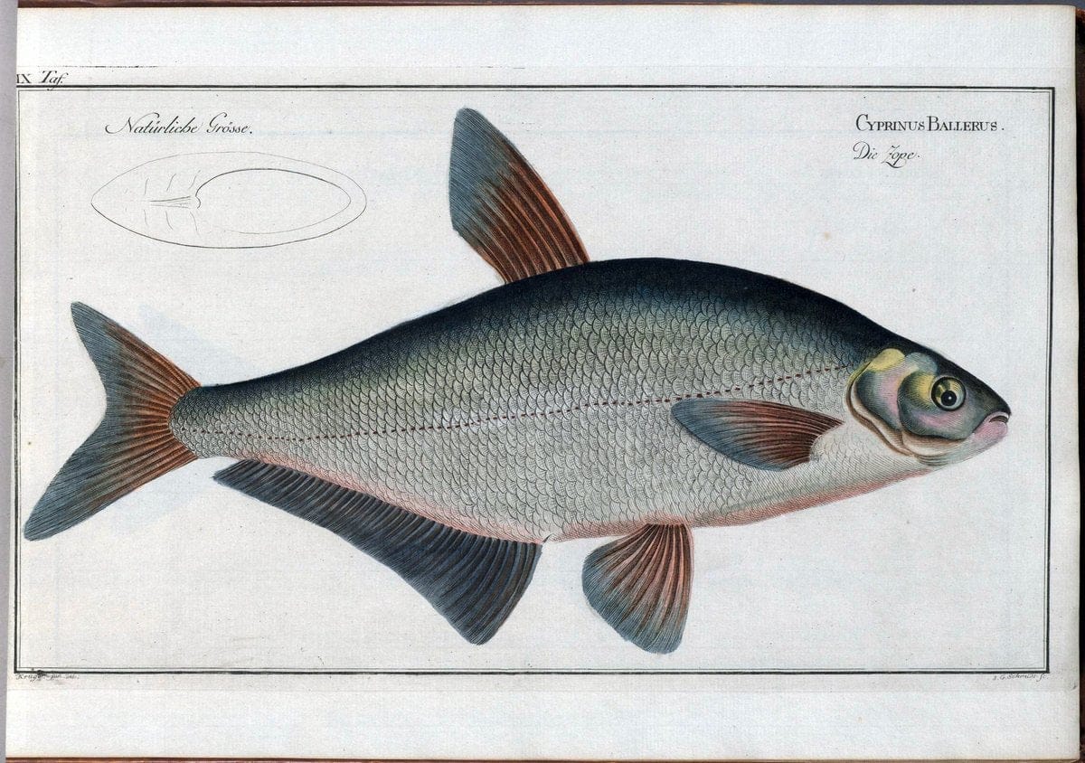 D. Marcus Elieser Bloch's, ausÃ¼benden Arztes zu Berlin .  Oeconomische Naturgeschichte der Fische Deutschlands . .Berlin :Auf Kosten des Verfassers | Vintage Print Reproduction 465937
